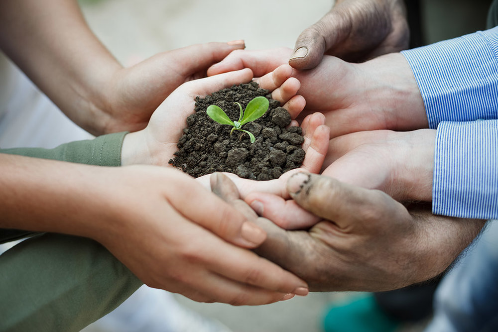 Cupped hands holding a new plant in soil